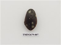 藏品(龍蝨、牙蟲)的圖片